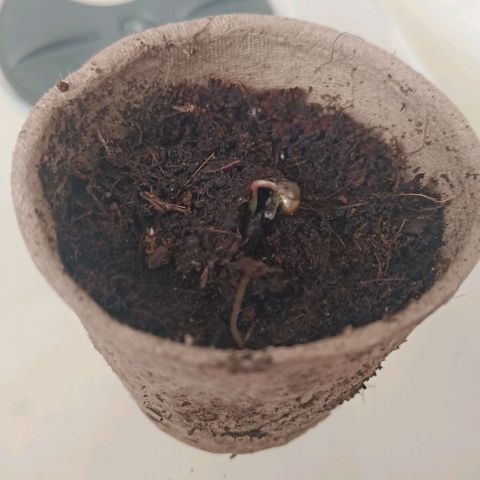 Susi growlog timeline photo