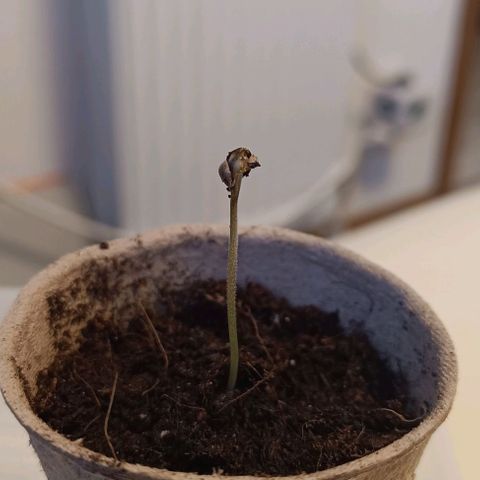 Susi growlog timeline photo