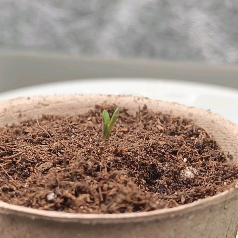Susi growlog photo: vergeilten Stiel/ Wurzel um- und komplett eingetopft. Beleuchtung geändert. 4000-5000 Lux. Lampenabstand verringert. Temperatur 20 Grad, Luftfeuchtigkeit 50%. Kapsel entfernt, Keimblätter befreit.