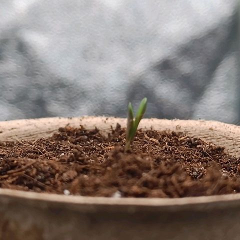 Susi growlog photo: vergeilten Stiel/ Wurzel um- und komplett eingetopft. Beleuchtung geändert. 4000-5000 Lux. Lampenabstand verringert. Temperatur 20 Grad, Luftfeuchtigkeit 50%. Kapsel entfernt, Keimblätter befreit.