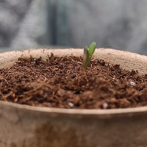 Susi growlog photo: vergeilten Stiel/ Wurzel um- und komplett eingetopft. Beleuchtung geändert. 4000-5000 Lux. Lampenabstand verringert. Temperatur 20 Grad, Luftfeuchtigkeit 50%. Kapsel entfernt, Keimblätter befreit.