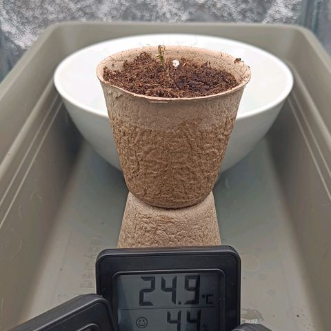 Susi growlog photo: vergeilten Stiel/ Wurzel um- und komplett eingetopft. Beleuchtung geändert. 4000-5000 Lux. Lampenabstand verringert. Temperatur 20 Grad, Luftfeuchtigkeit 50%. Kapsel entfernt, Keimblätter befreit.