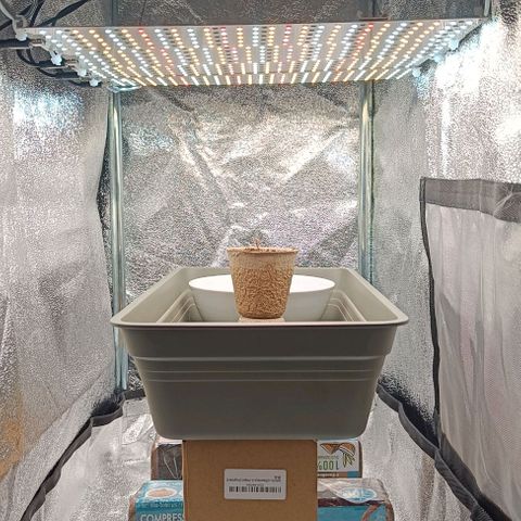 Susi growlog photo: vergeilten Stiel/ Wurzel um- und komplett eingetopft. Beleuchtung geändert. 4000-5000 Lux. Lampenabstand verringert. Temperatur 20 Grad, Luftfeuchtigkeit 50%. Kapsel entfernt, Keimblätter befreit.