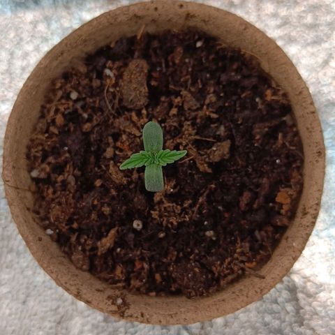 Susi growlog timeline photo