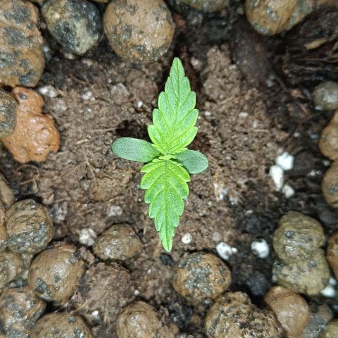 Susi growlog timeline photo