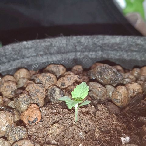 Susi growlog timeline photo