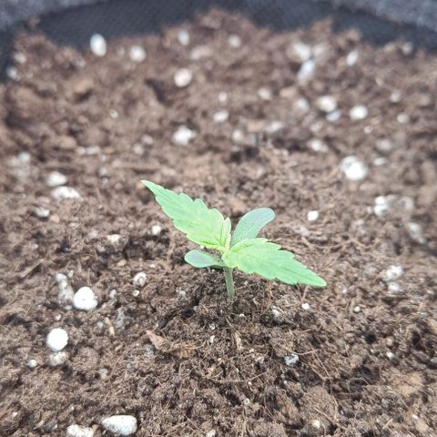 Susi growlog timeline photo
