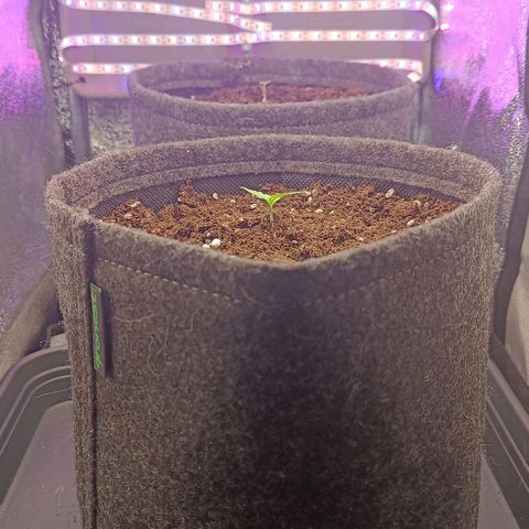 Susi growlog timeline photo