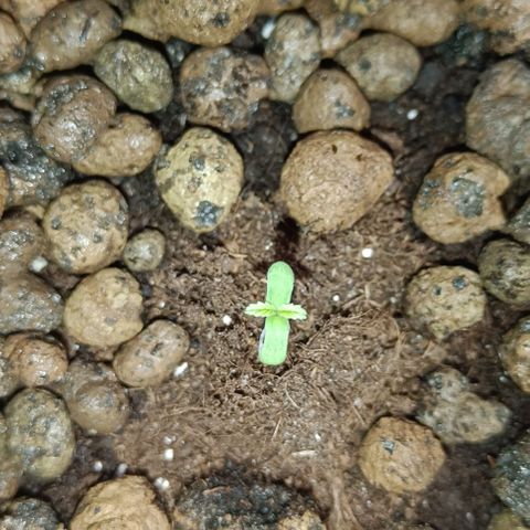 Strolch growlog timeline photo