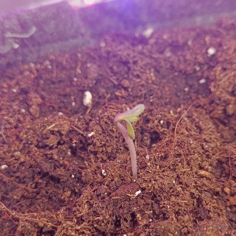 Strolch growlog timeline photo