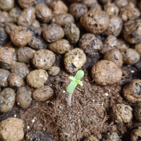 Strolch growlog timeline photo