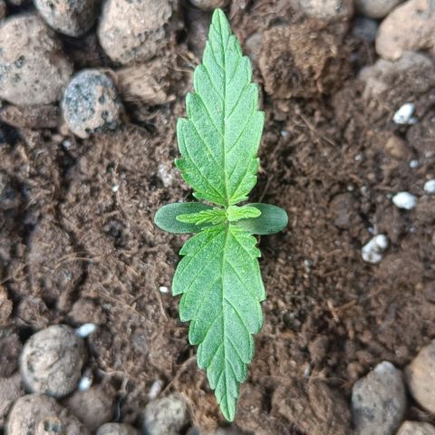 Susi growlog timeline photo