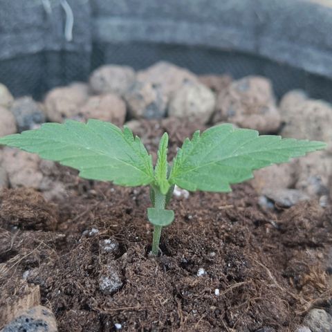 Susi growlog timeline photo