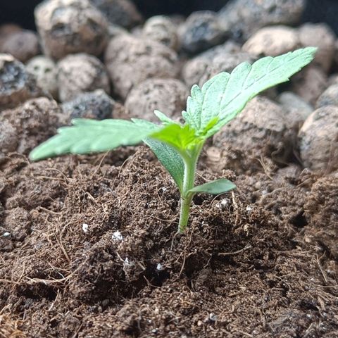 Susi growlog timeline photo