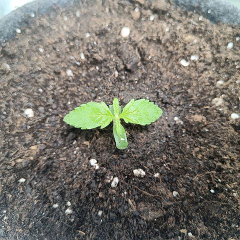 Strolch growlog timeline photo