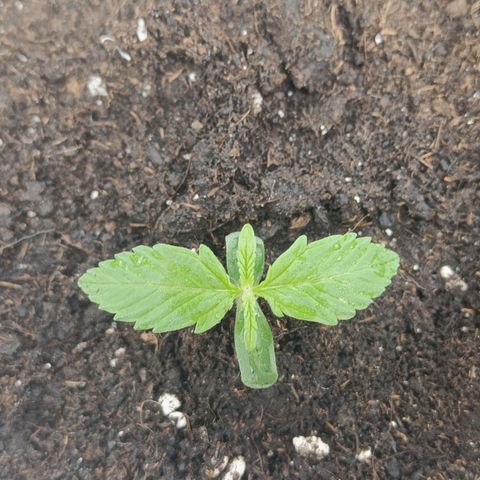 Strolch growlog timeline photo
