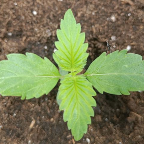 Susi growlog timeline photo
