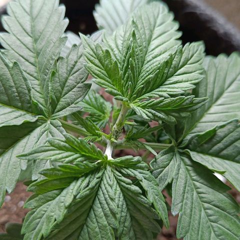 Susi growlog timeline photo