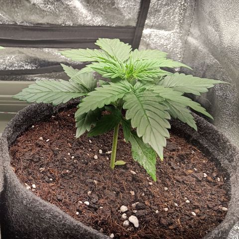 Susi growlog timeline photo