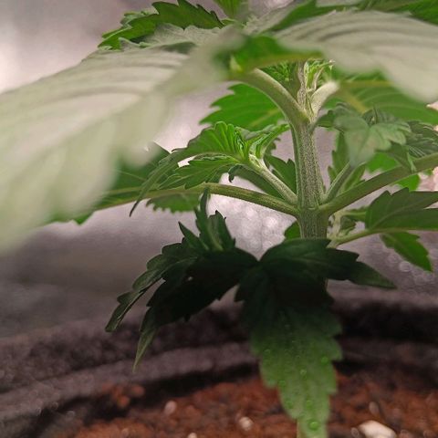Susi growlog timeline photo