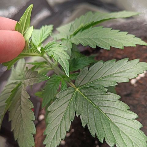 Susi growlog timeline photo