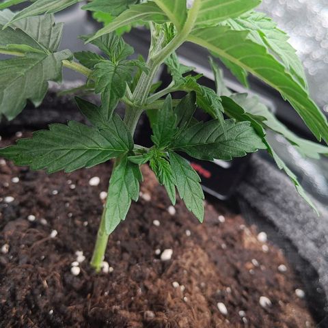 Susi growlog timeline photo
