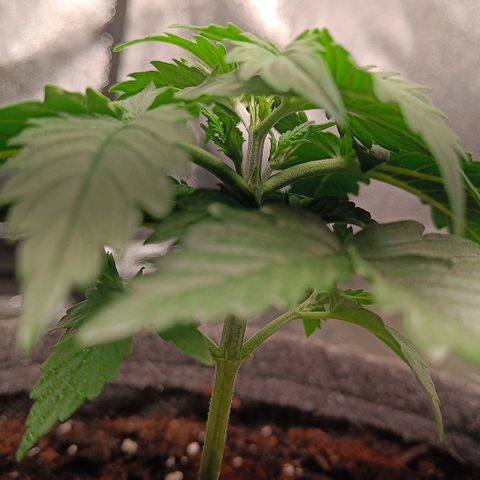 Susi growlog timeline photo