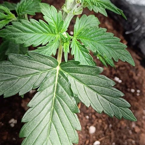 Susi growlog photo: Entlaubt