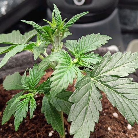 Susi growlog photo: Entlaubt