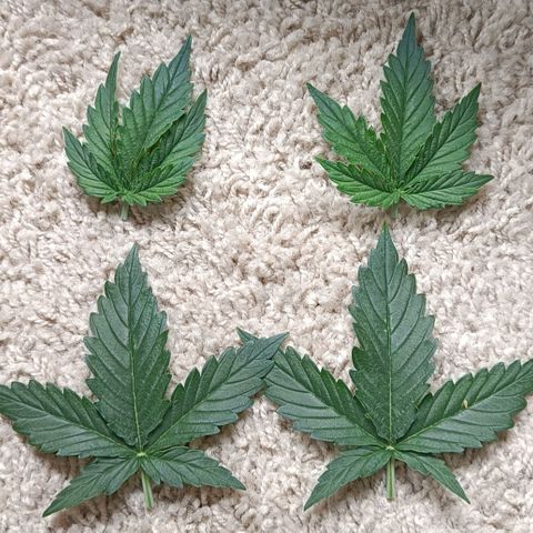 Susi growlog photo: Entlaubt