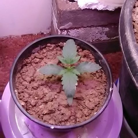 Nick's seed growlog timeline photo