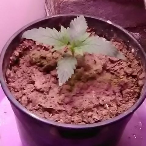 Nick's seed growlog photo: Weekly update 