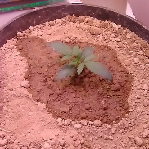 Nick's seed growlog photo: Transplanted to final pot 
