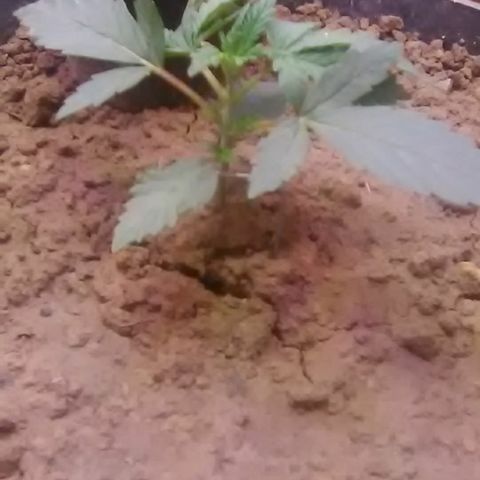 Nick's seed growlog photo: Weekly update (just started twisting plant stem)