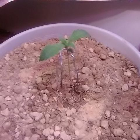 Gasser#1 growlog photo: Transplanted