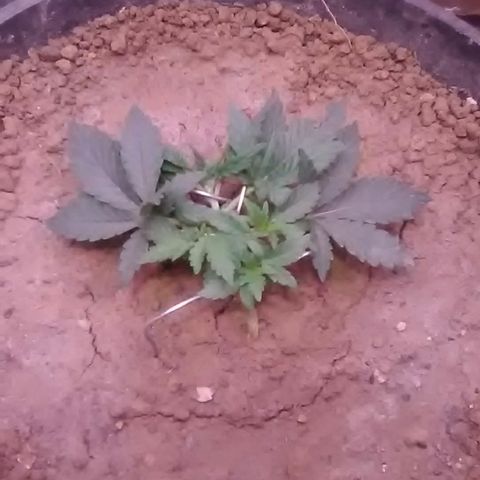 Nick's seed growlog photo: Trimmed bottom leaves