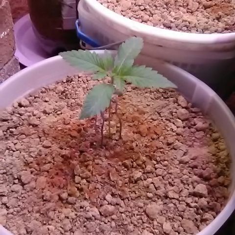 Gasser#1 growlog photo: Weekly update