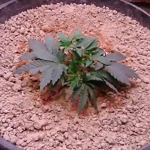 Nick's seed growlog photo: Weekly update 