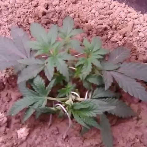 Nick's seed growlog photo: Trimming and lst