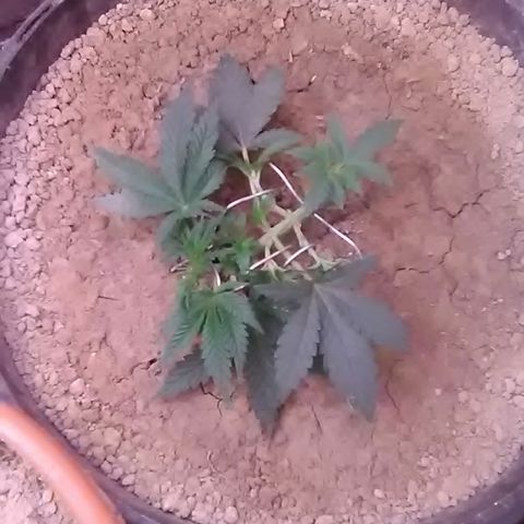 Nick's seed growlog photo: Lst branches 