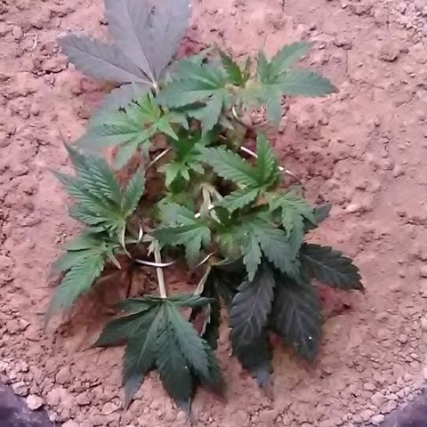 Nick's seed growlog photo: Weekly update+trim+lst
