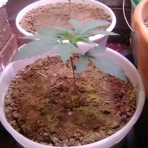 Gasser#1 growlog photo: Weekly update+trim