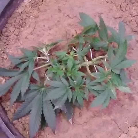 Nick's seed growlog photo: Trim+lst