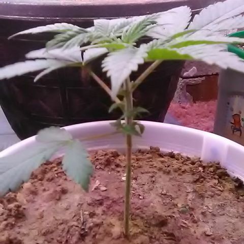 Gasser#1 growlog photo: Trim