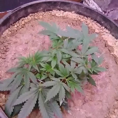 Nick's seed growlog photo: Weekly update 
