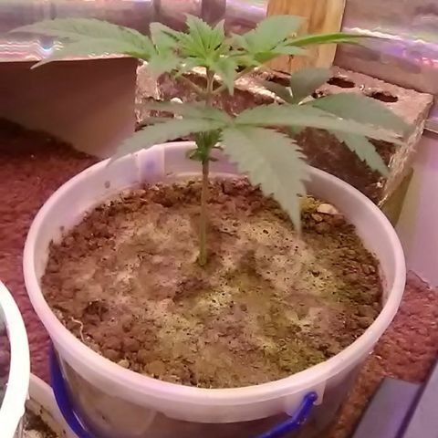Gasser#1 growlog photo: Weekly update 