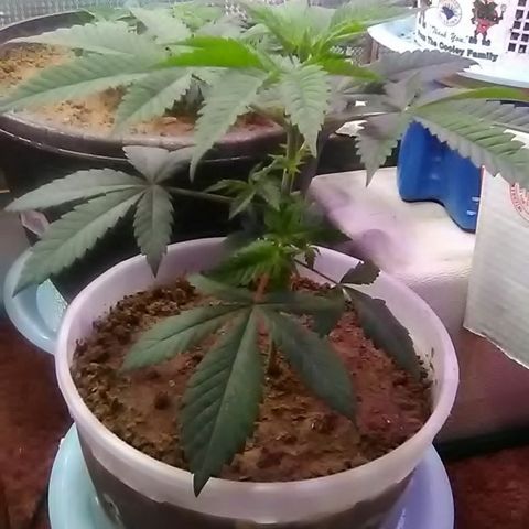 Gasser#1 growlog photo: Weekly update 