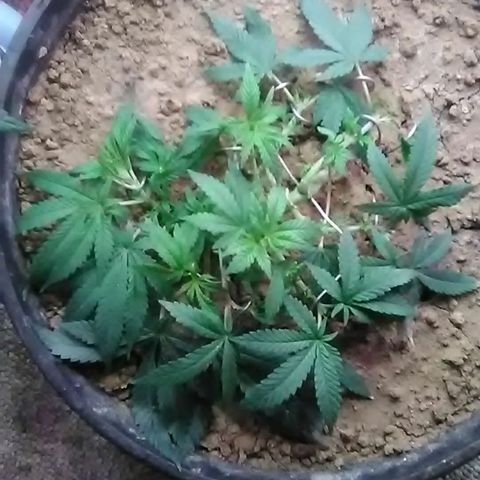 Nick's seed growlog photo: Weekly update+trim+lst