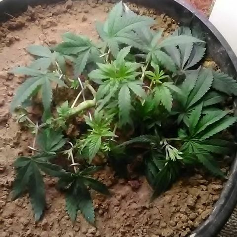 Nick's seed growlog photo: Weekly update+trim+lst