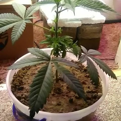 Gasser#1 growlog photo: Weekly update+trim